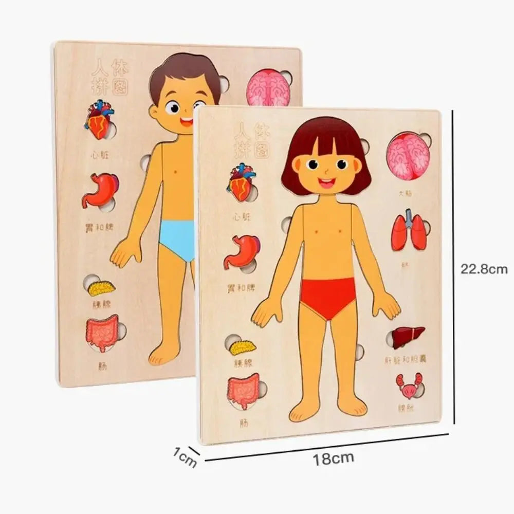 Montessori Wooden Human Body Puzzle Learning Board – Educational Anatomy Toy for Preschoolers & Kids (22.8 x 18 cm / 8.98 x 7.09 in)
