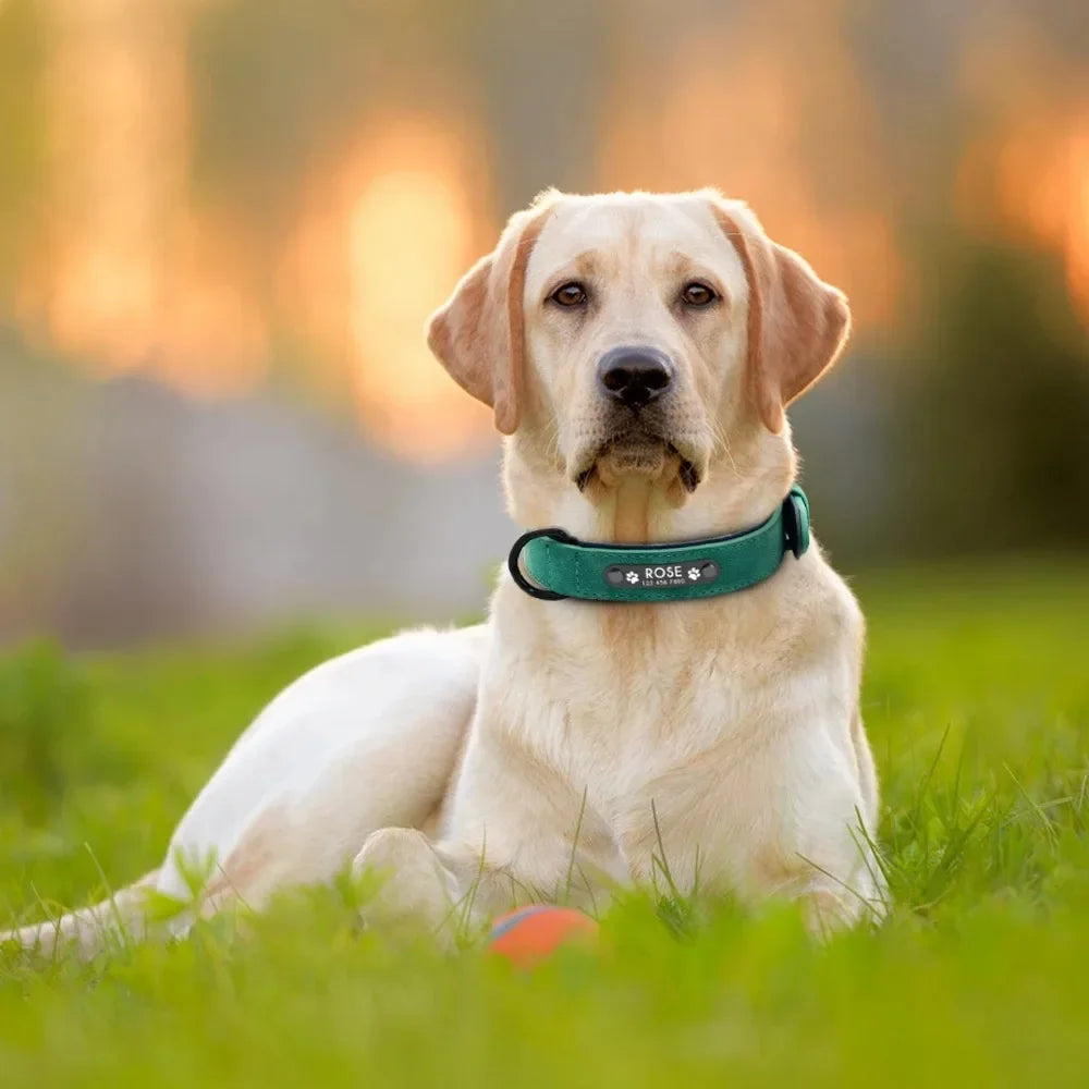 Personalized Leather Dog Collar with ID Tag - Adjustable Small/Medium/Large Dogs | Custom Name & Phone