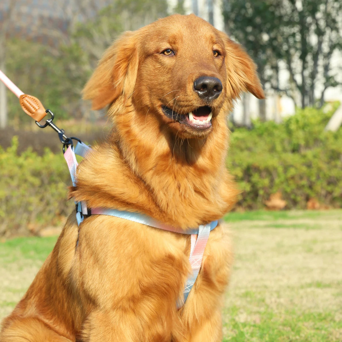 Colorful Adjustable Dog Vest Harness with Matching Leash - Comfortable Polyester Pet Harness for Indoor & Outdoor Walks
