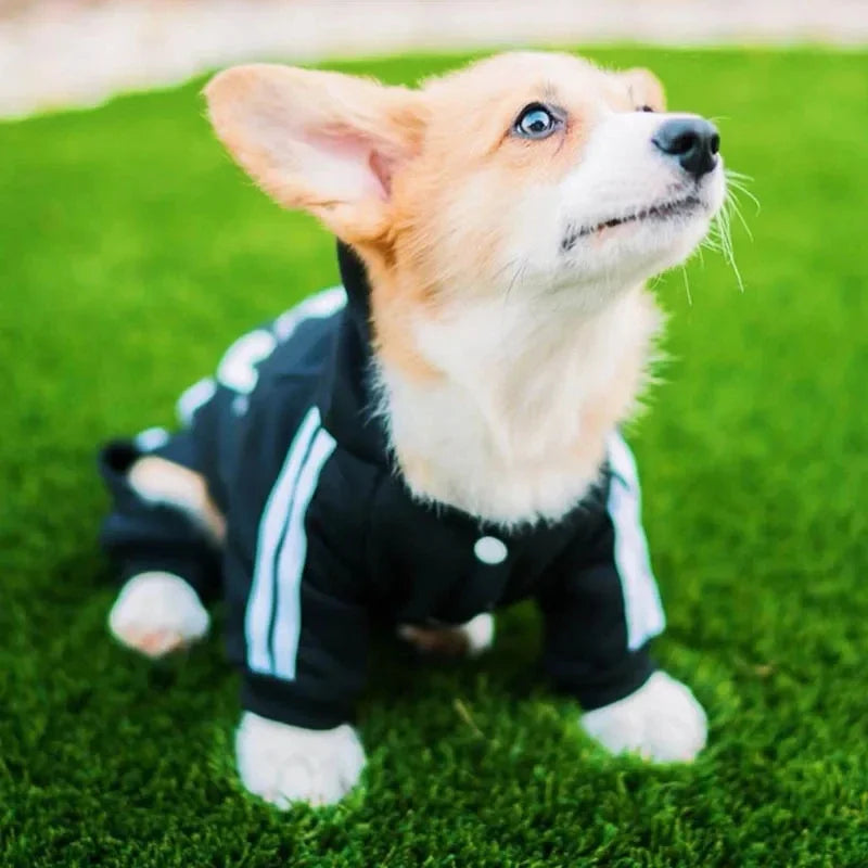 Warm red polyester dog jumpsuit for small to medium dogs like Chihuahua, Pug, and French Bulldog, by FanzyMarket.