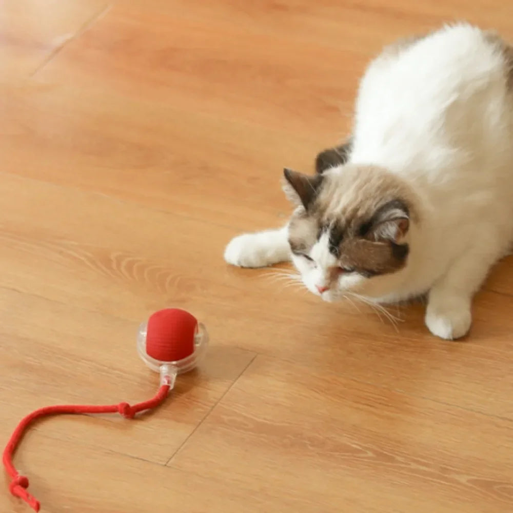 FanzyMarket rechargeable self-moving rolling ball cat toy for kittens and cats, interactive indoor pet toy with colorful design