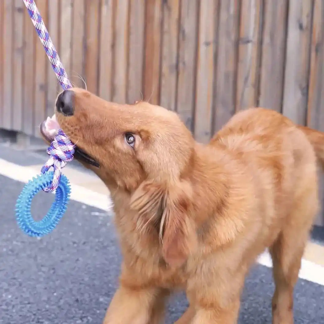 FanzyMarket interactive spiked dog ring toy, rubber chew for teeth cleaning and training, designed for playful pet engagement.