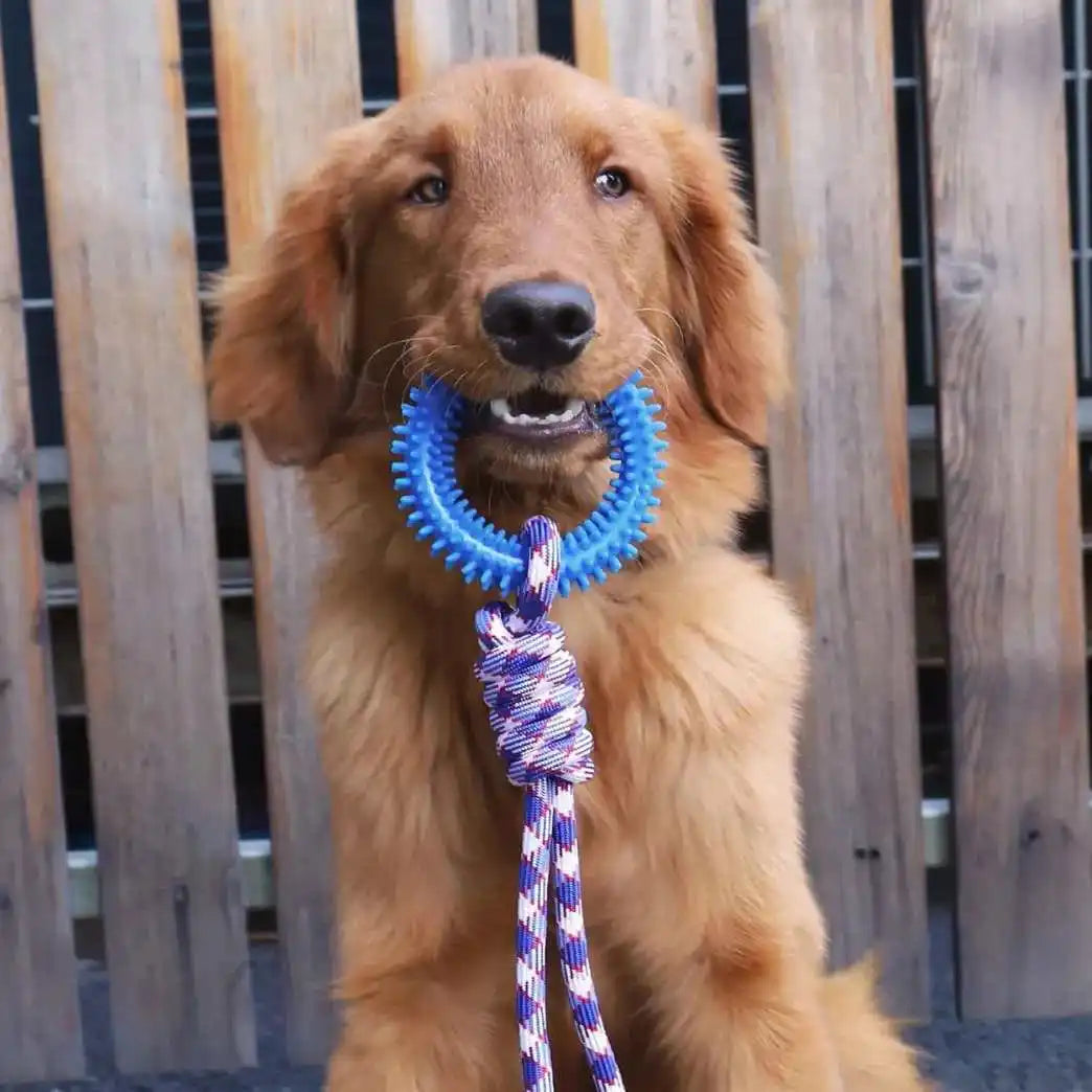 FanzyMarket interactive spiked dog ring toy made of rubber, designed for chewing, teeth cleaning, and training for pets.