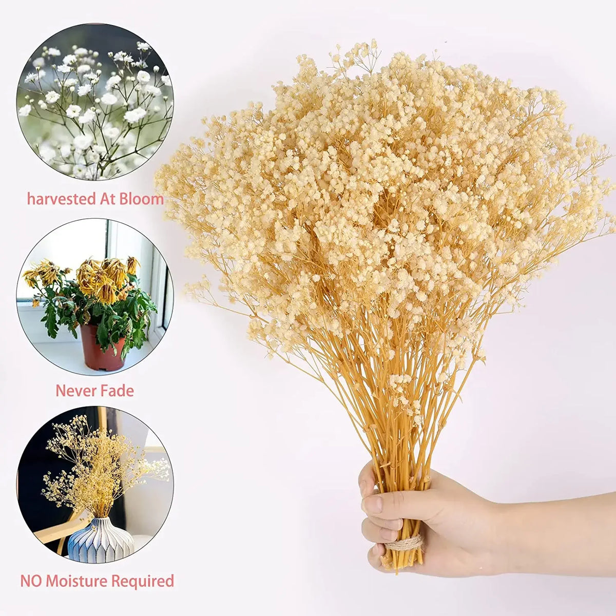 100g (3.5 oz) Dried Baby's Breath Gypsophila Bouquet - Preserved Boho Floral Home & Wedding Decor