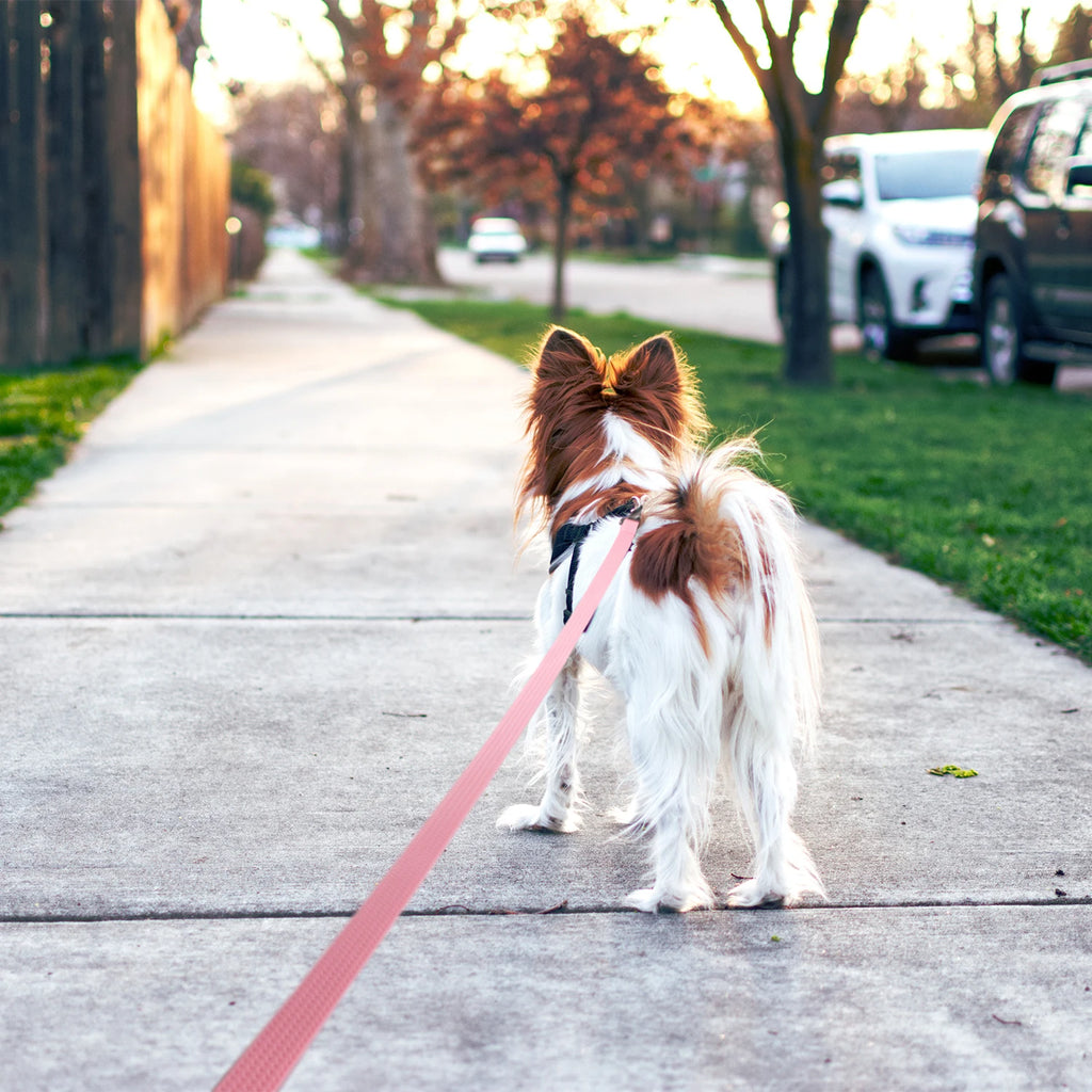 Waterproof PVC Dog Leash — Non-Slip, Easy-Clean Training Leash for Medium & Large Dogs — 1.8 m (6 ft), 3 m (9.8 ft), 5 m (16.4 ft), 10 m (32.8 ft)