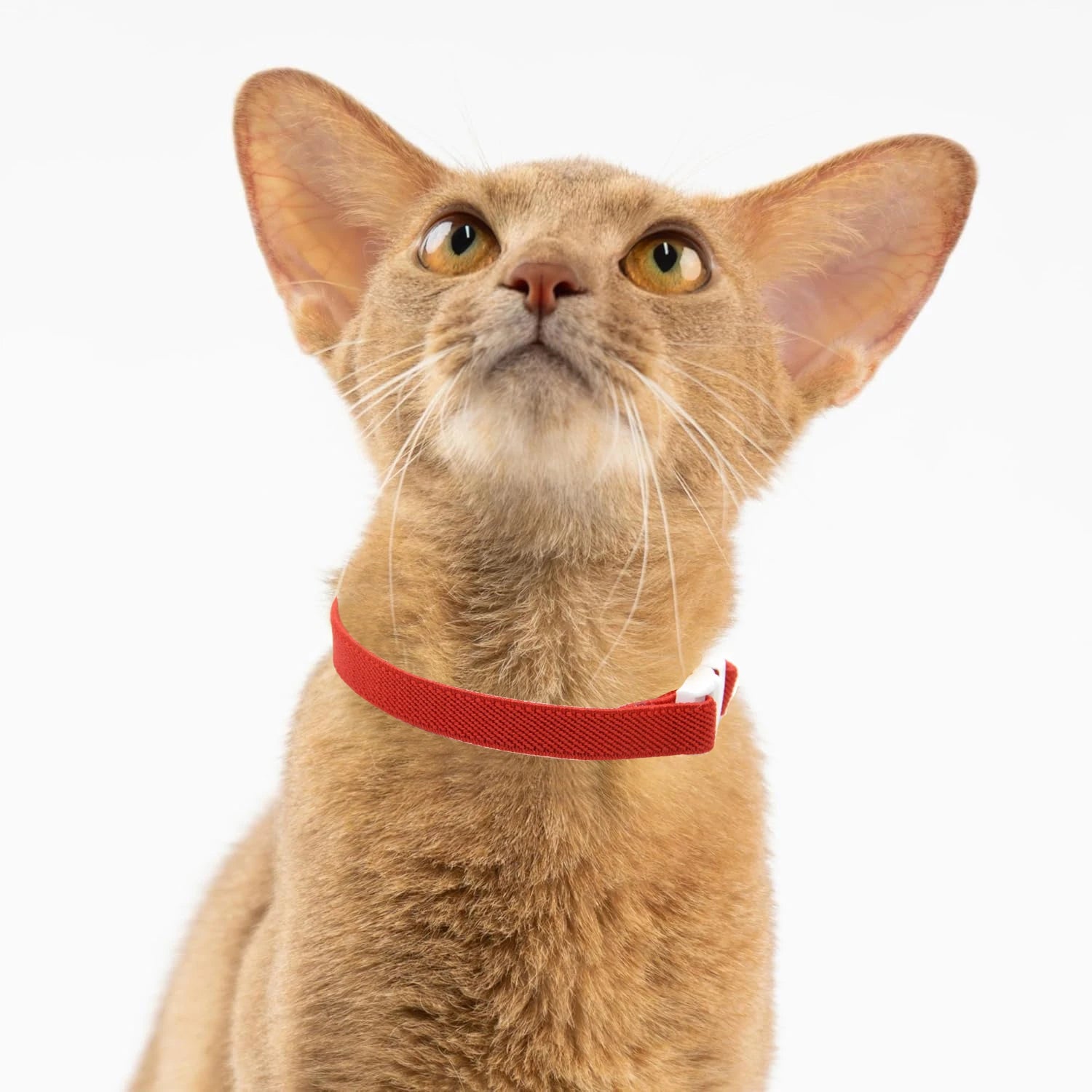 Elastic Safety Cat Collar with Bell - Lightweight Adjustable Collar for Kitten, Small/Medium/Large Cats & Puppies