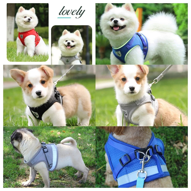 Adjustable Pet Harness & Leash Set – Vest Walking Lead for Dogs & Cats (Puppy & Kitten)
