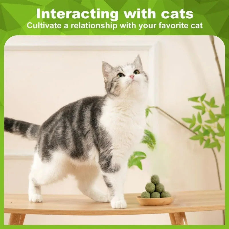 Natural Catnip Balls 5/10/20-Pack Lickable Kitten Toy for Cats