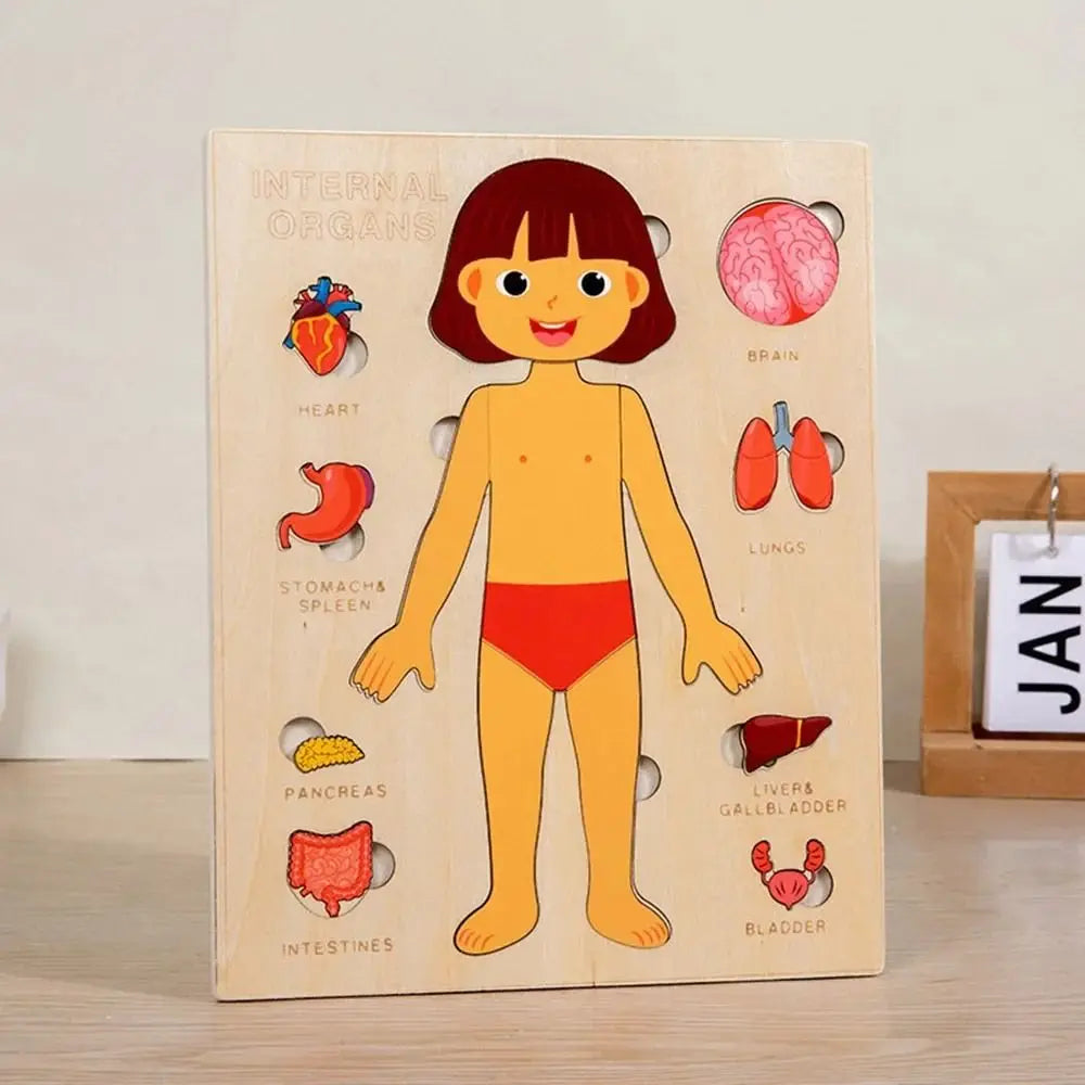 Montessori Wooden Human Body Puzzle Learning Board – Educational Anatomy Toy for Preschoolers & Kids (22.8 x 18 cm / 8.98 x 7.09 in)