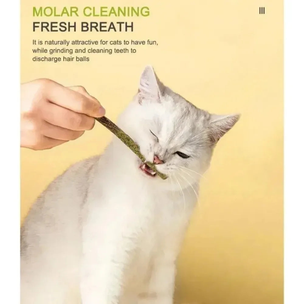 6-Pack Matatabi (Silvervine) Cat Sticks — Natural Wood Chew Toys for Teeth Cleaning & Play