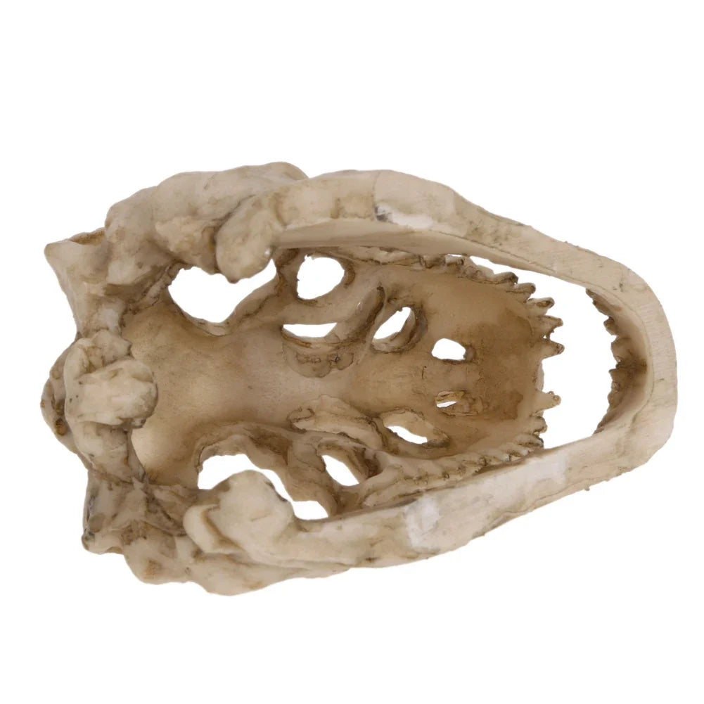 Resin Mini Dinosaur Fossil & Crocodile Skull Aquarium Ornament 3.34 x 2.16 x 1.77 in (8.5 x 5.5 x 4.5 cm)