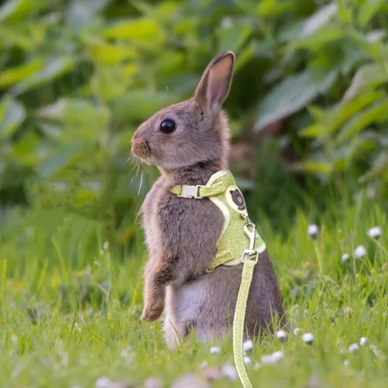 FanzyMarket cute rabbit and small pet harness and leash set, padded, adjustable for cats and rabbits, size S and M.